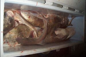 lewes delaware party boat fishing 3 20200405