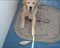 lewes delaware party boat fishing 30 20200405