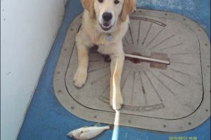 lewes delaware party boat fishing 30 20200405