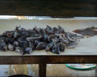 lewes delaware party boat fishing 9 20200405