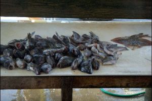 lewes delaware party boat fishing 9 20200405